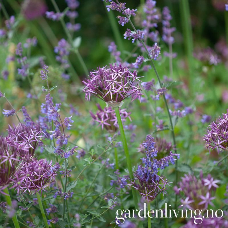 Steppeløk - Allium christophii - 5 stk