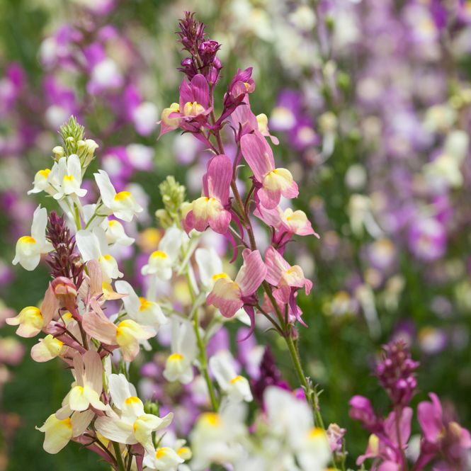 Hovedbilde Sommertorskemunn 'Fairy Bouquet' - Linaria maroccana 