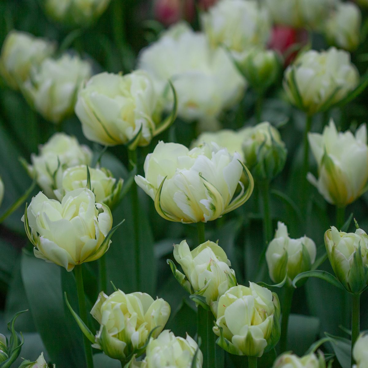 Tulipan 'White Valley’, Fosterianahybrid - 7 stk