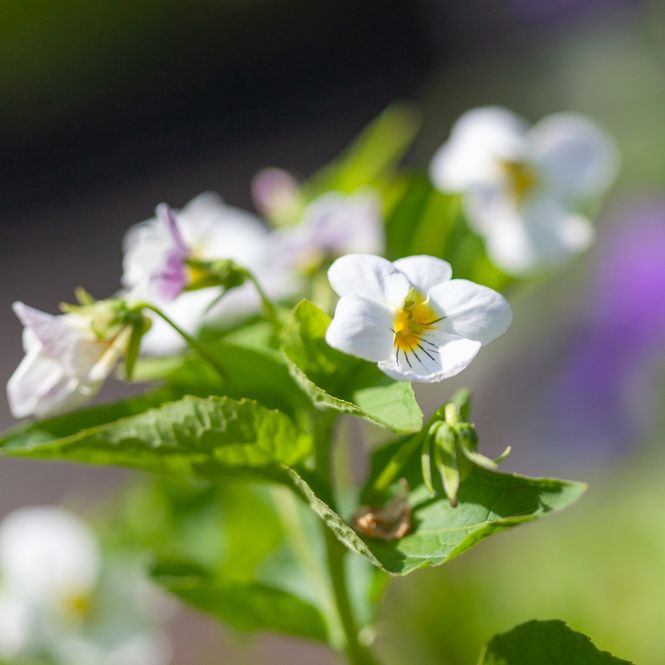 Hovedbilde Kanadafiol - Viola canadensis