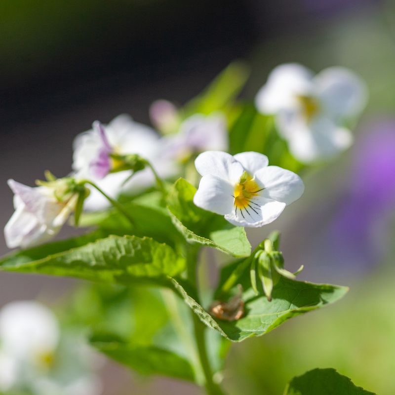 Kanadafiol - Viola canadensis