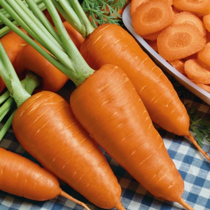 Gulrot 'Chamare' - Daucus carota