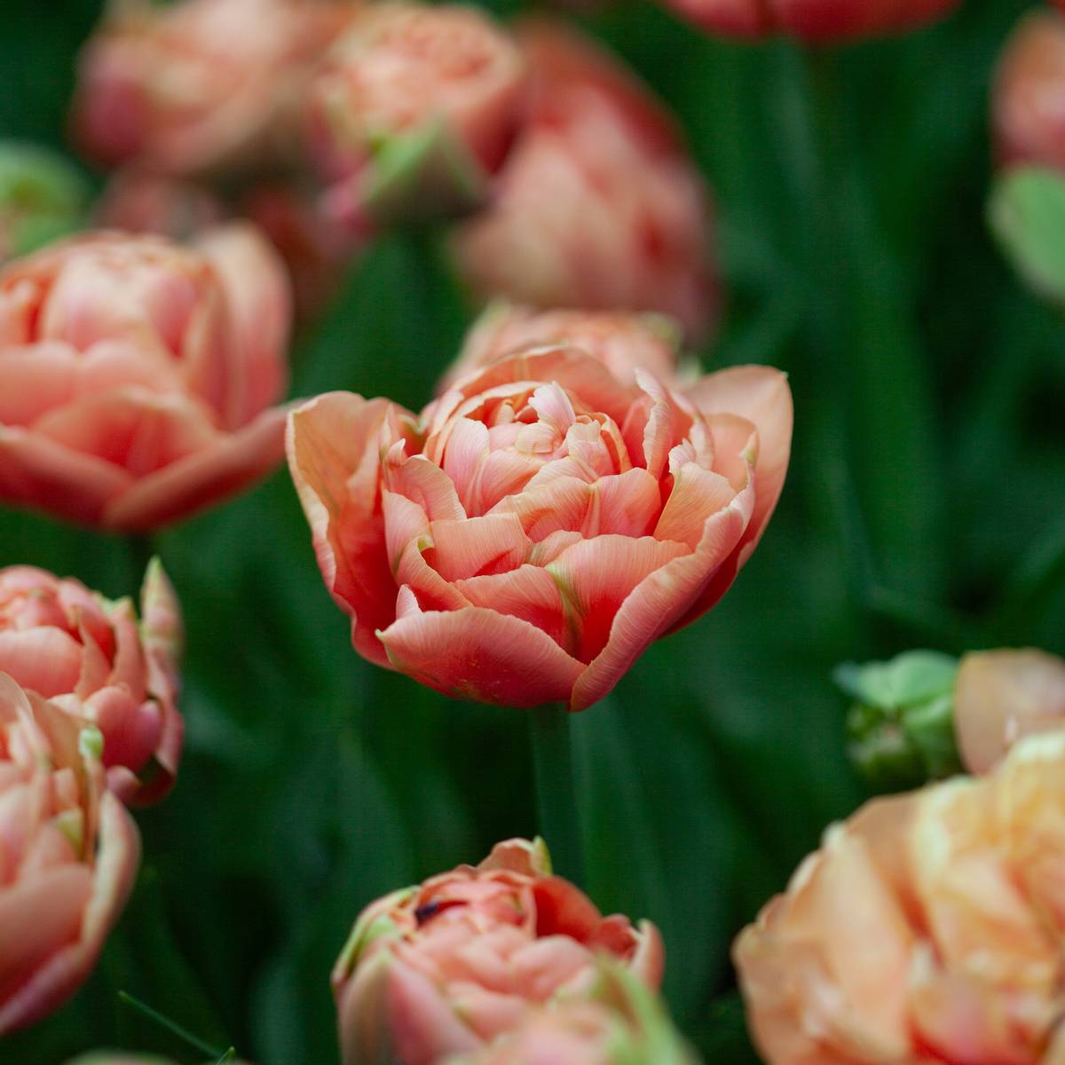 Tulipan 'Copper Image', Sen dobbel' - 5 stk