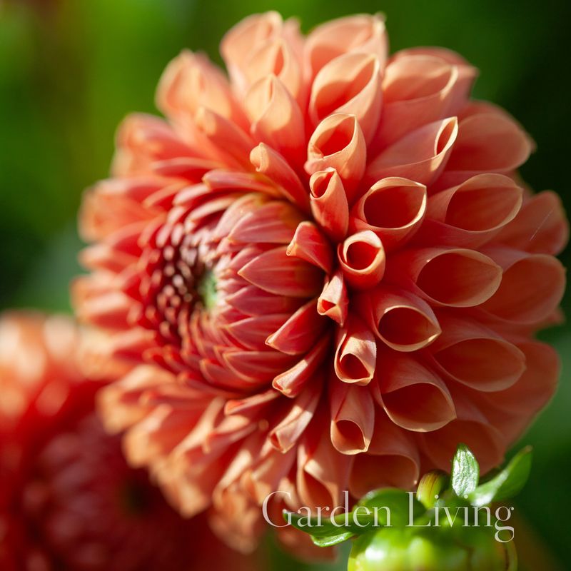 Georgine 'Cornel Brons' - Dahlia x cultorum, 1 stk.
