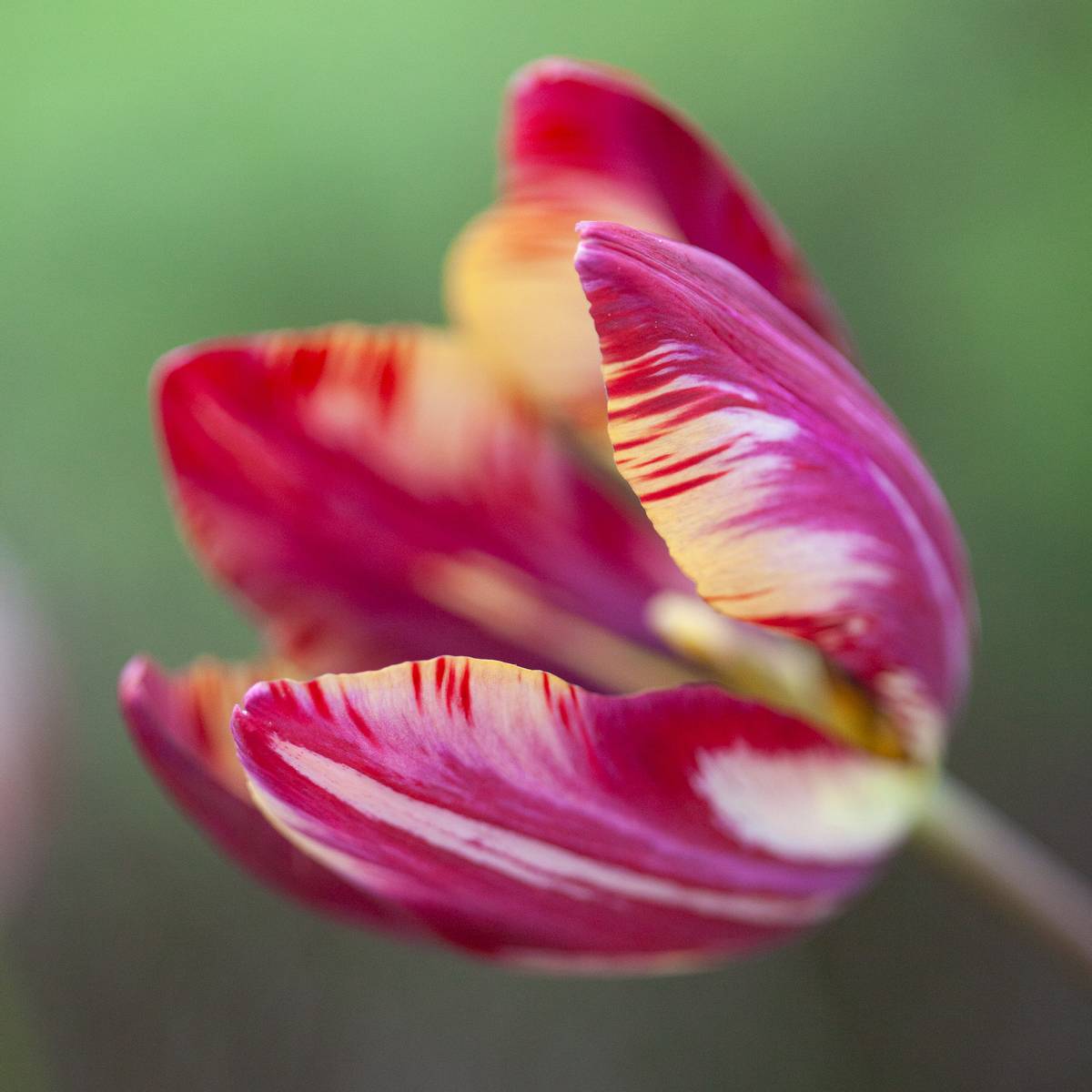 Historisk tulipan 'The Lizard’ - Tulipa - 1 stk