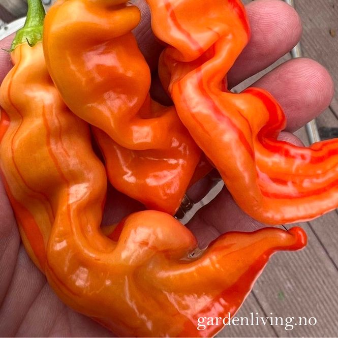 Hovedbilde Chilipepper 'Sugar Rush Stripey' - Capsicum baccatum