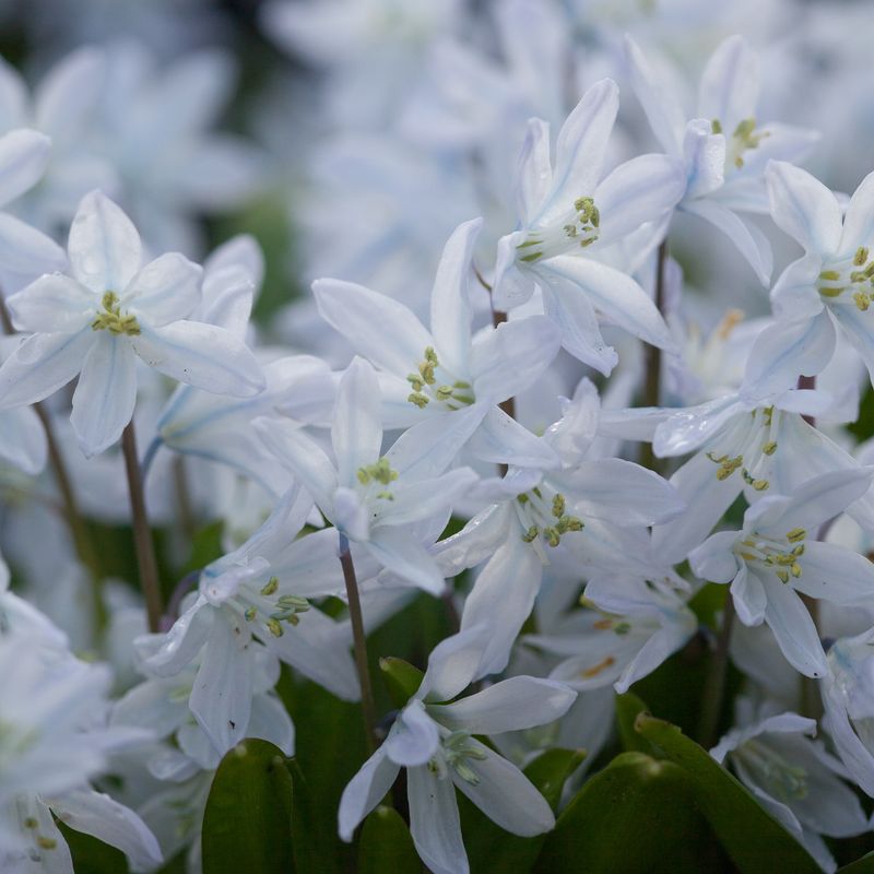 Persiablåstjerne - Scilla mischtscenkoana - 5 stk