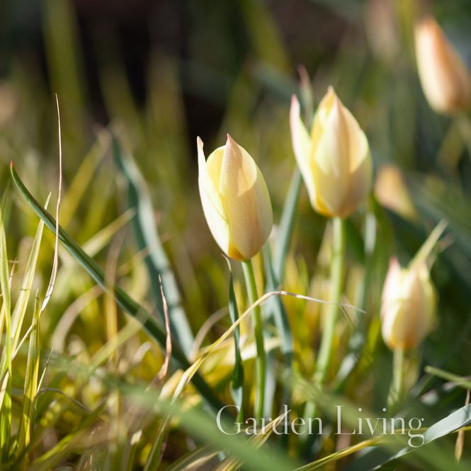 Hovedbilde Villtulipan 'Honky Tonk' - 10 stk