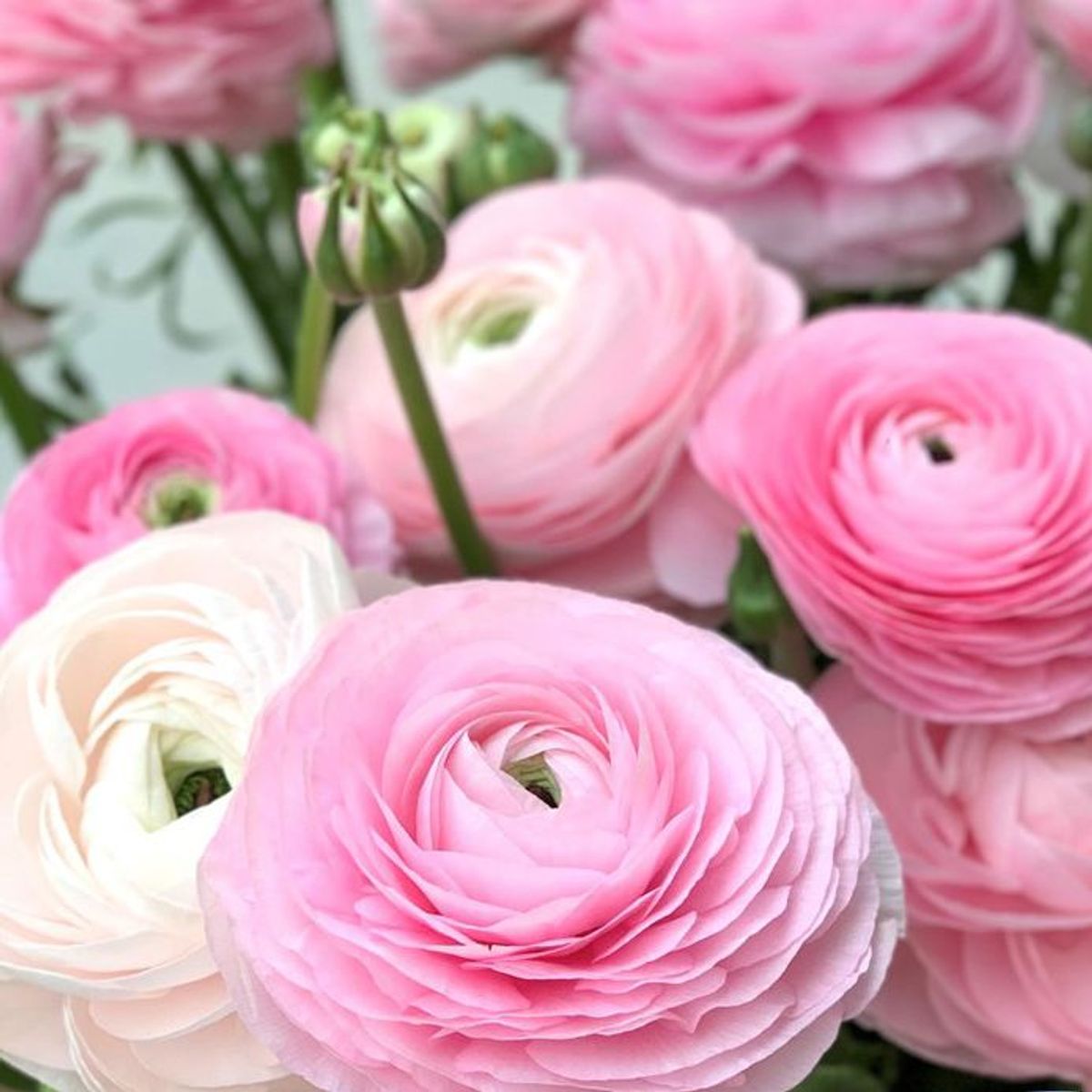 Ranunkel 'Elegance®  Rosa Chiaro' - Ranunculus, 7 stk.