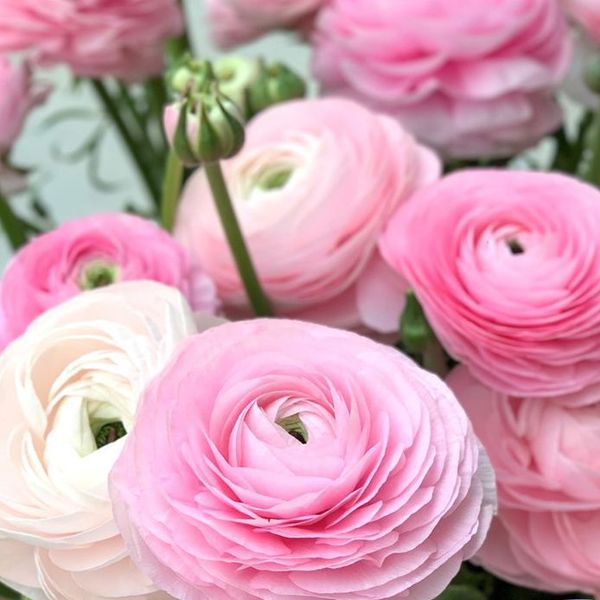 Hovedbilde Ranunkel 'Elegance®  Rosa Chiaro' - Ranunculus, 7 stk.