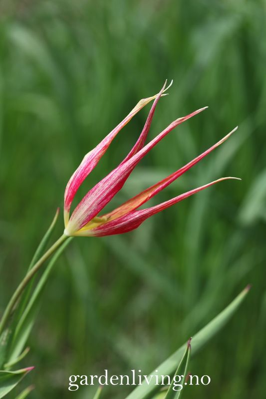 Tulipa acuminata - 1 stk 