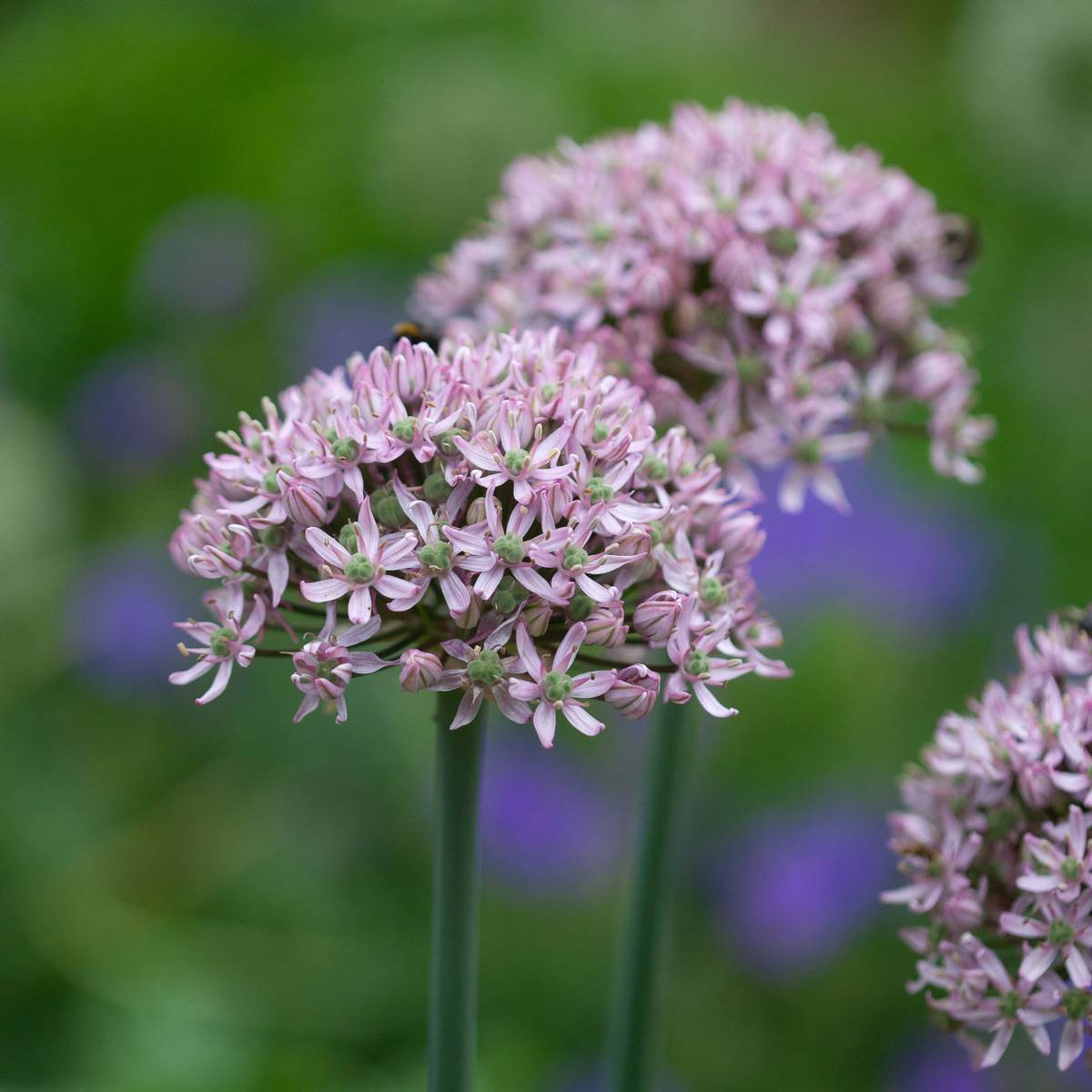 Prydløk 'Pink Jewel' - 2 stk