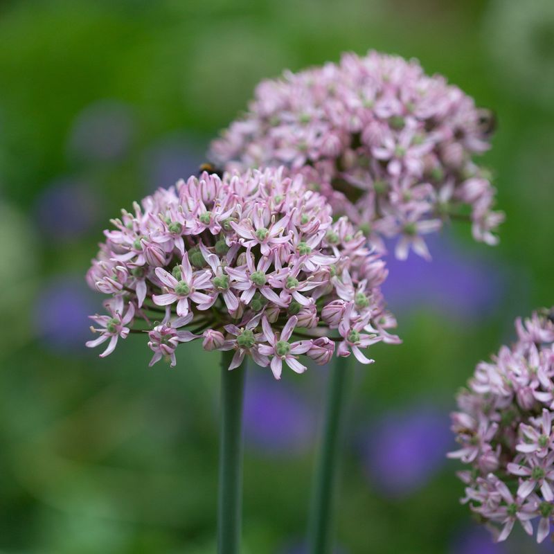 Prydløk 'Pink Jewel' - 2 stk