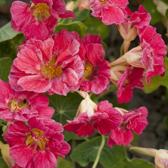 Hovedbilde Blomkarse 'Jewel Cherry Rose’ - Tropaeolum majus