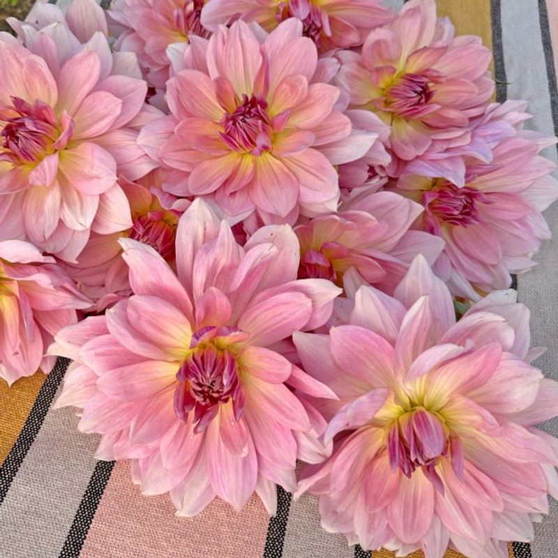 Georgine 'Fairway Pilot' - Dahlia x cultorum, 1 stk.