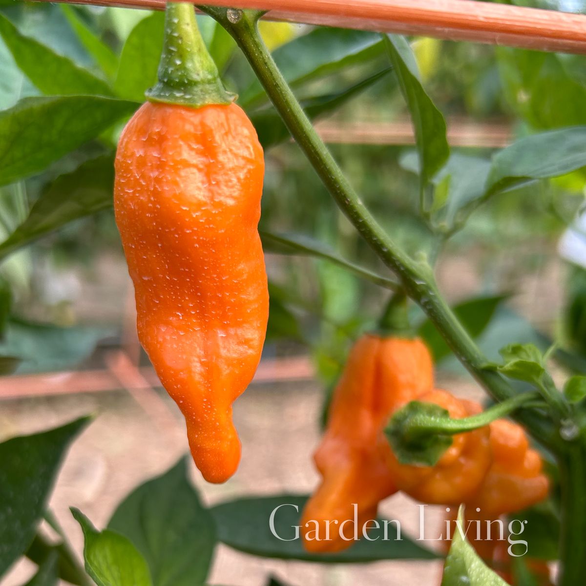 Chilipepper 'Naga Orange' - Capsicum chinense