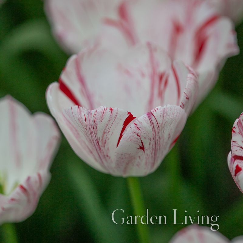 Tulipan 'One Direction', Triumphtulipan - 7 stk