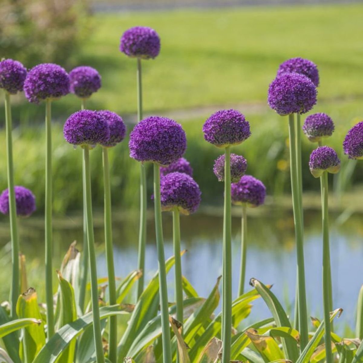 Kjempeløk 'Ambassador' - Allium giganteum - 1 stk