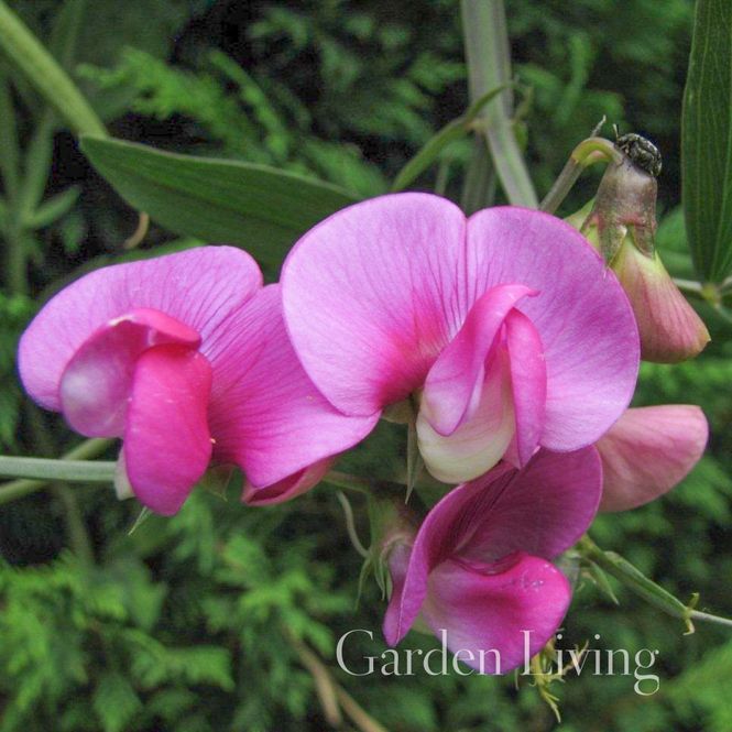 Hovedbilde Breiskolm 'Pink' - Lathyrus latifolius