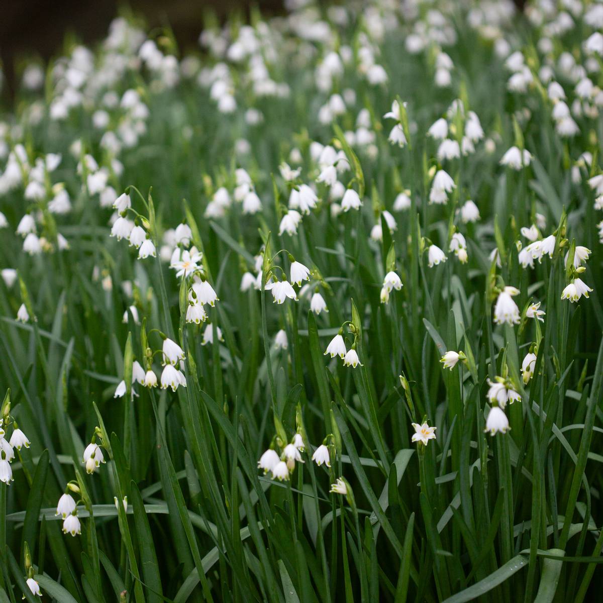 Jonsokklosterklokke 'Gravetye Giant' - Leucojum aestivum - 3 st