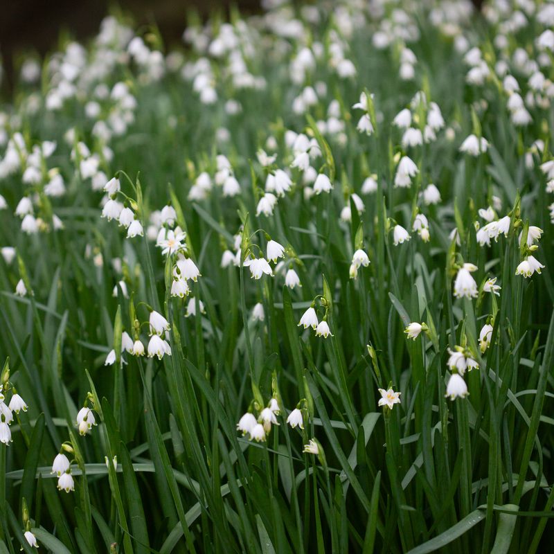 Jonsokklosterklokke - Leucojum aestivum - 5 stk