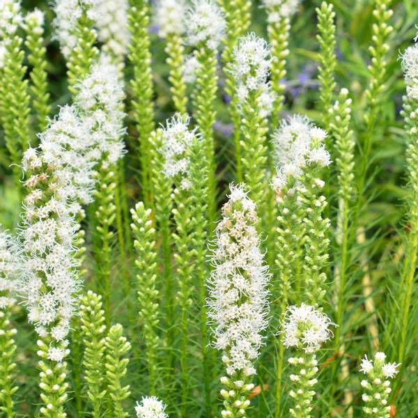 Hovedbilde Akssøyleblomst 'Alba' - Liatris spicata 3 stk