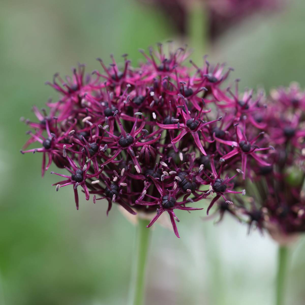 Vinløk - Allium atropurpureum - 6 stk