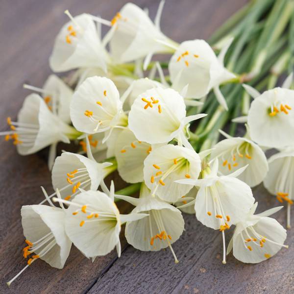 Hovedbilde Dvergnarsiss 'White Petticoat' - Narcissus bulbocodium 5 ...