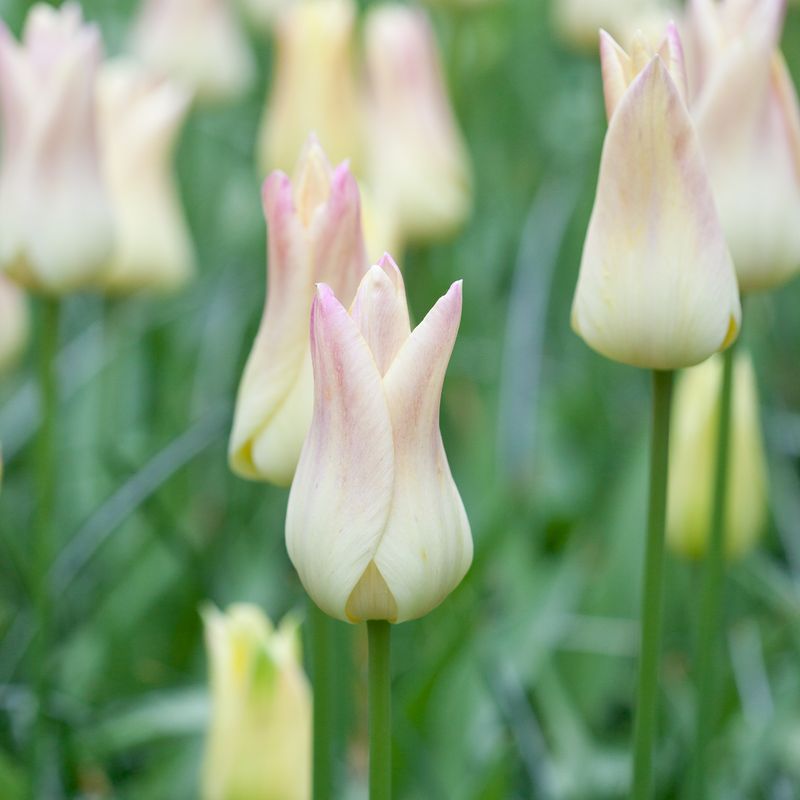 Tulipan 'Elegant Lady', liljeblomstrende - 8 stk