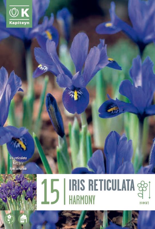 Våriris 'Harmony' - Iris reticulata - 15 stk