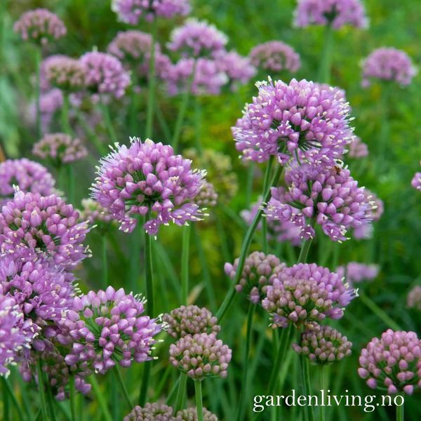 Hovedbilde Kantløk 'Lisa Blue' - Allium lusitanicum