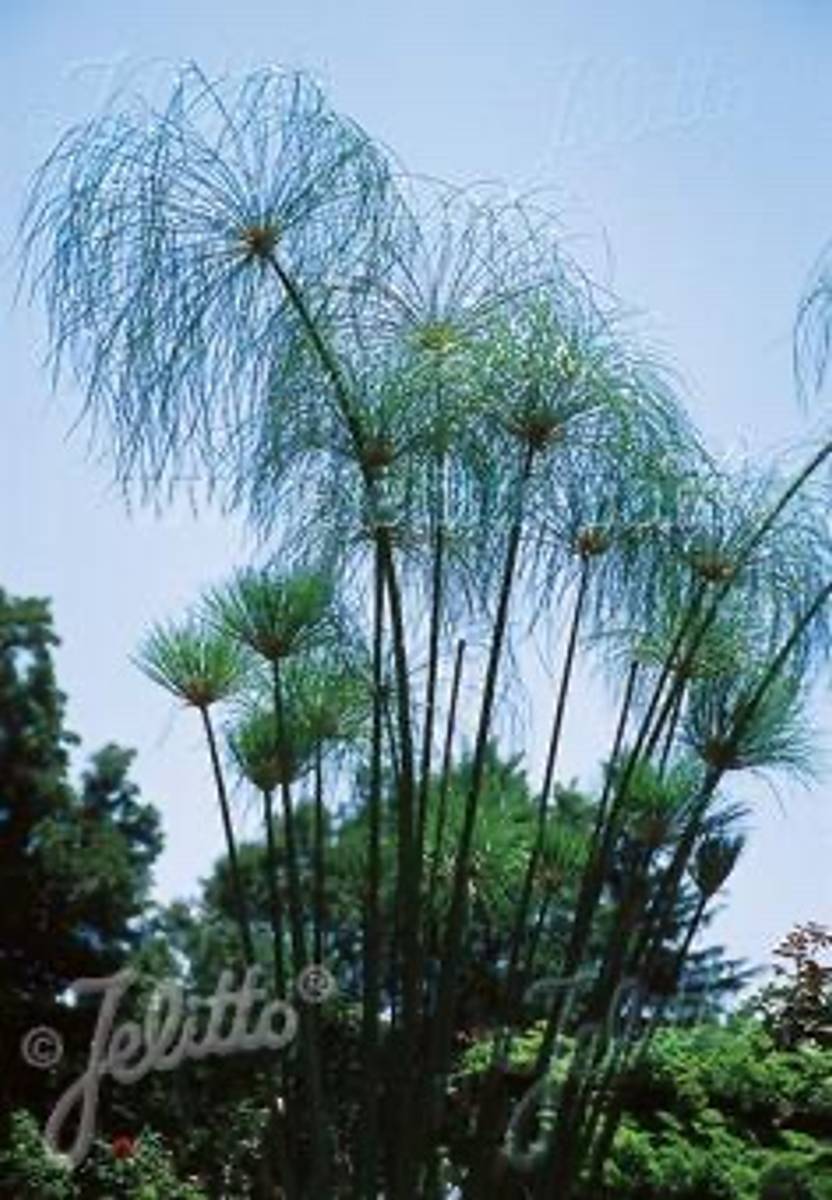 Papyrus - Cyperus papyrus