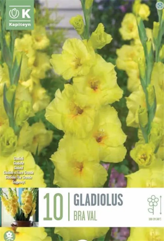 Gladiol 'Bra Val' - Gladiolus, 10 stk.