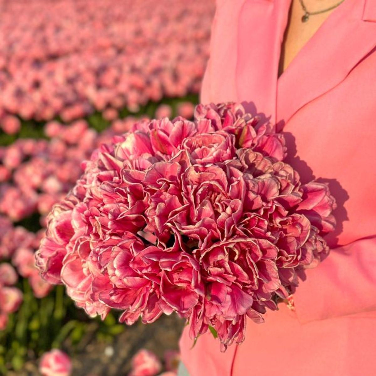 Tulipan 'Mama Mia', tidlig dobbel - 10 stk