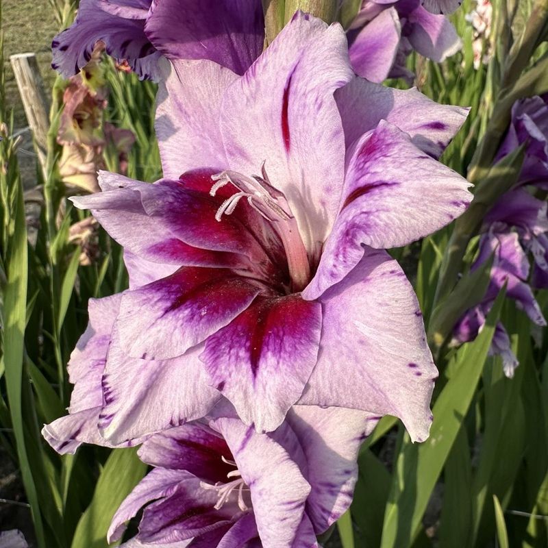 Gladiol 'Passos' - Gladiolus, 10 stk.
