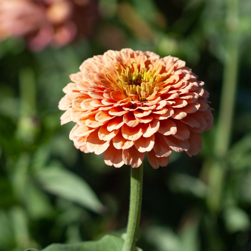 Sinnia 'Benary's Giant Salmon Rose' - Zinnia elegans