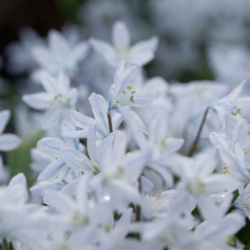 Persiablåstjerne - Scilla mischtscenkoana - 5 stk