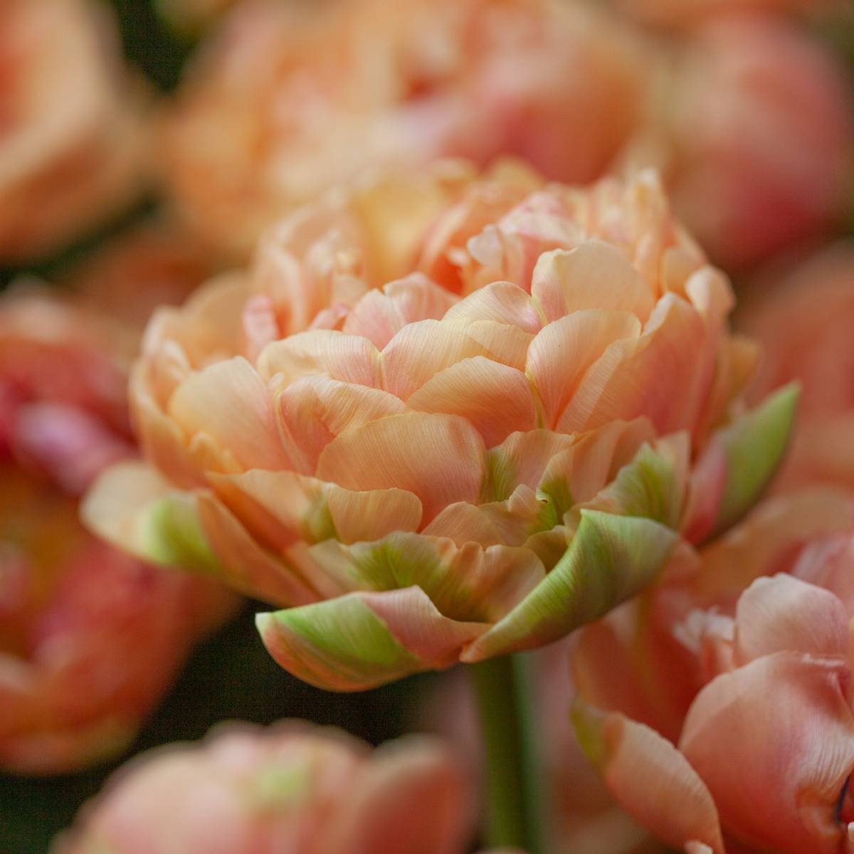 Tulipan 'Copper Image', Sen dobbel' - 5 stk