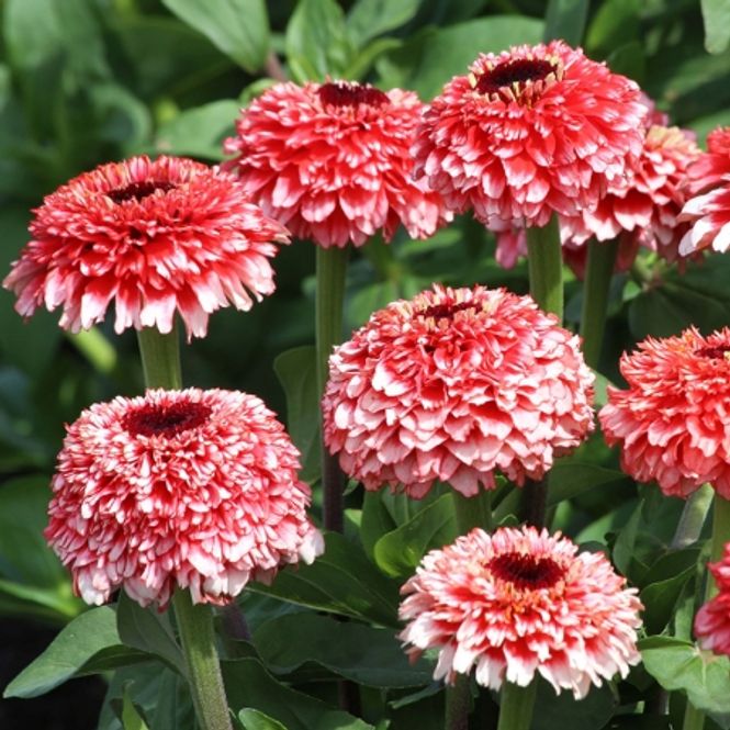 Hovedbilde Sinnia 'Zinderella Fizz' - Zinnia elegans