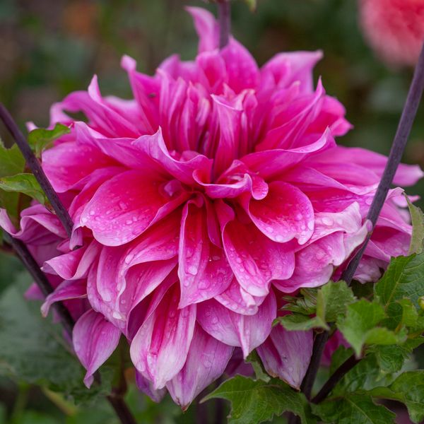 Hovedbilde Georgine 'Emory Paul' - Dahlia x cultorum, 1 stk