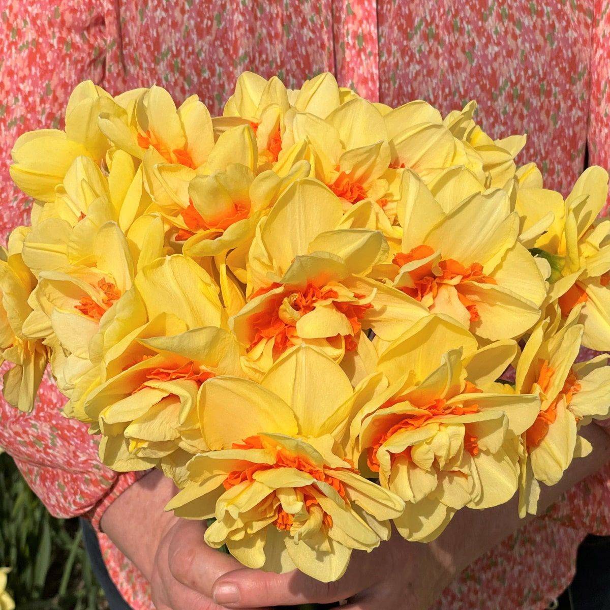 Påskelilje 'Innovator' - Narcissus - 10 stk