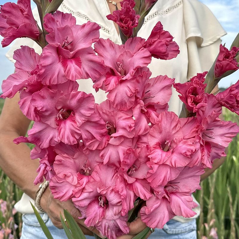Gladiol 'Kingston Ruffle' - Gladiolus, 10 stk.