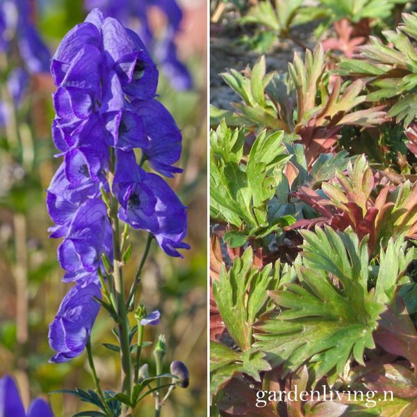 Hovedbilde Oktoberhjelm 'Royal Flush' - Aconitum carmichaeli