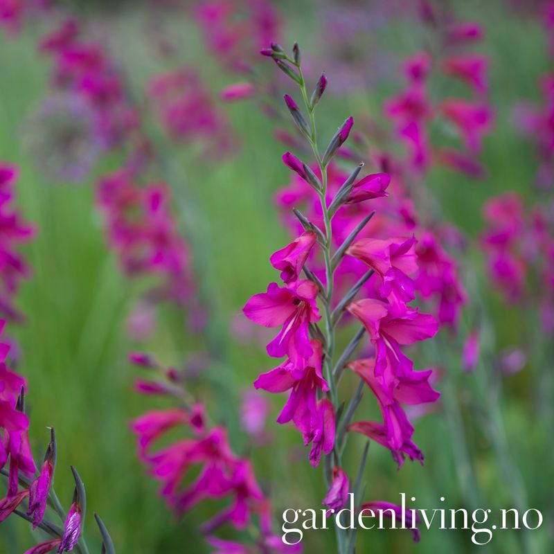 Bysantgladiol - Gladiolus byzantinus - 15 stk