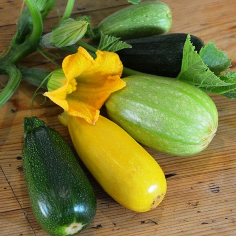 Squash 'Griller Mixed' F1 - Cucurbita pepo