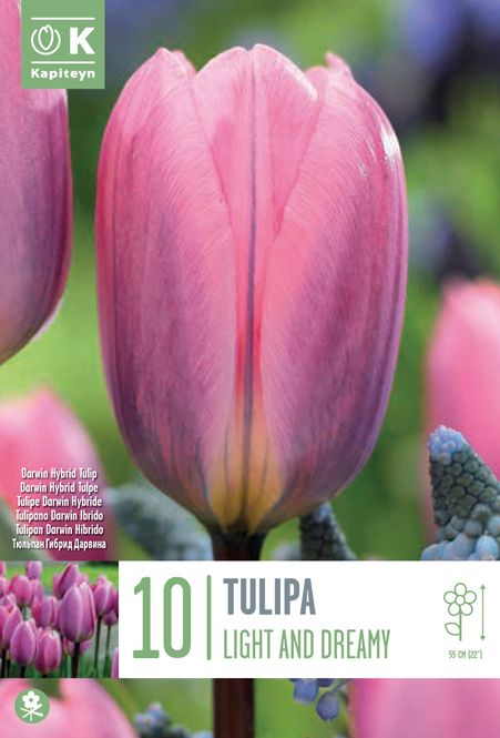 Hovedbilde Tulipan 'Light and Dreamy', darwinhybrid - 10 stk