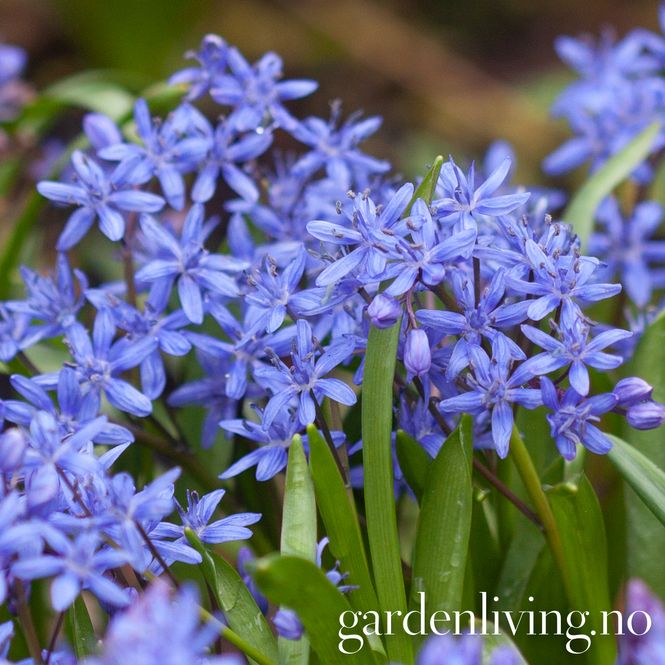Hovedbilde Tyrkerblåstjerne - Scilla bifolia - 12 stk