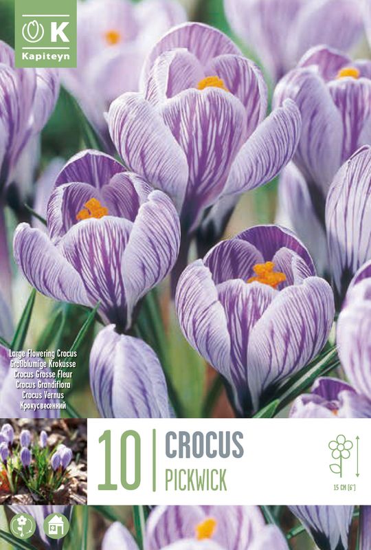 Storblomstret krokus 'Pickwick' - Crocus - 10 stk
