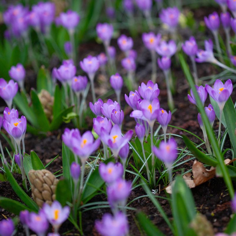 Snøkrokus 'Barr’s Purple’ - Crocus tom. - 12 stk
