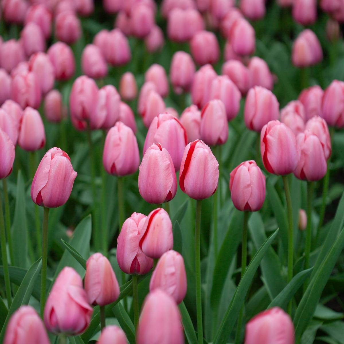 Tulipan 'Pink Impression', darwinhybrid - 10 stk